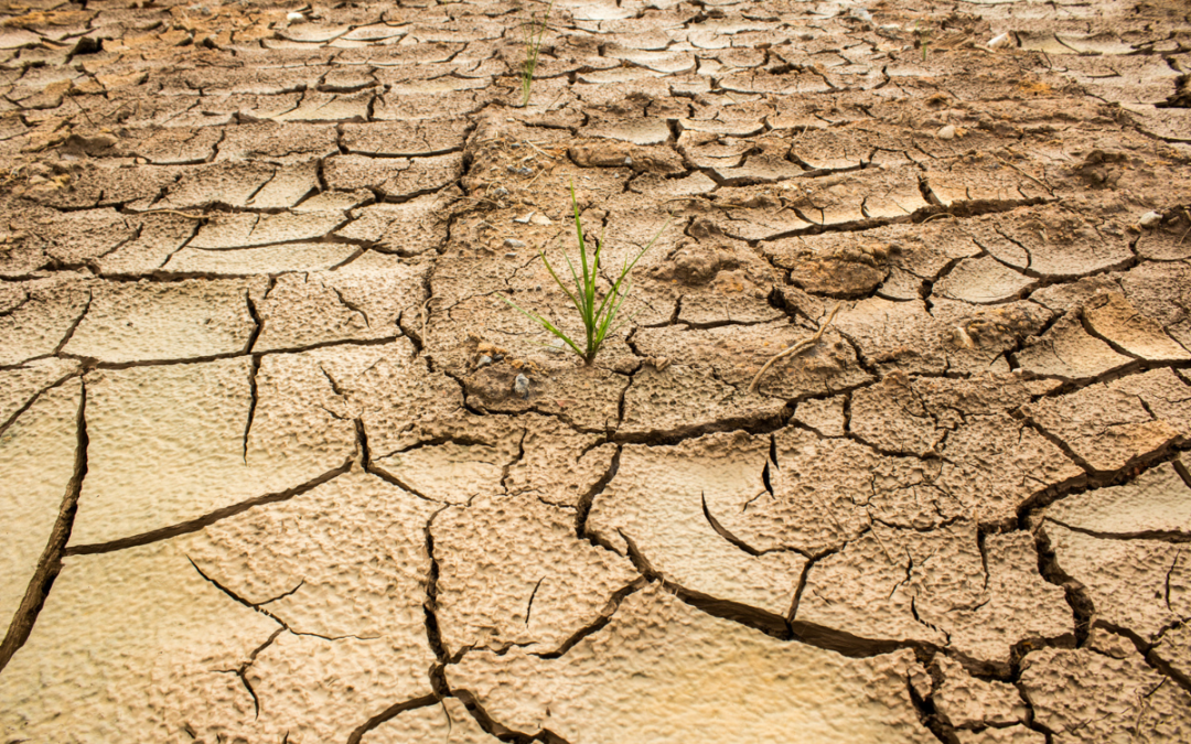 Como mitigar efeitos da seca mais grave do século